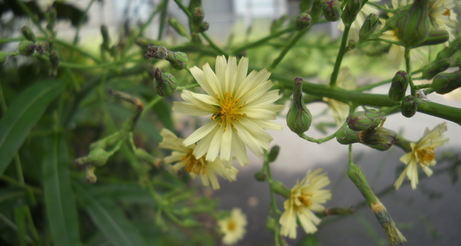 アキノノゲシの花