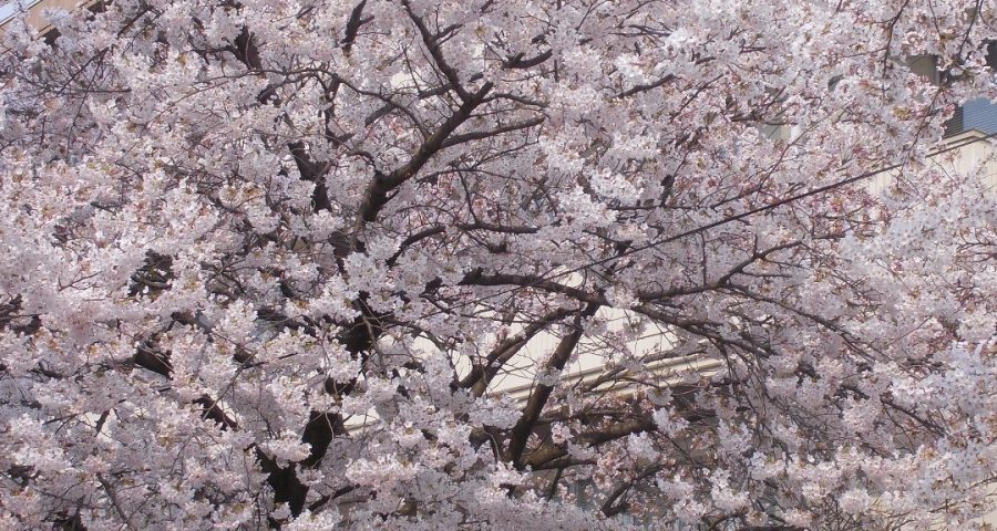 満開の桜